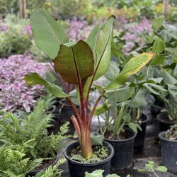 C&J Mini Nursery - Plants
