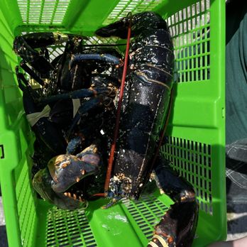 An Tigh Seinnse - Fresh lobsters - Pubs Near Me - Portnahaven, AGB An Tigh Seinnse - Fresh lobsters - Pubs Near Me - Portnahaven, AGB