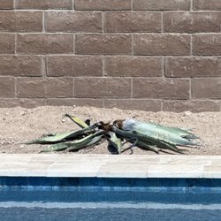 Arizona Wholesale Growers