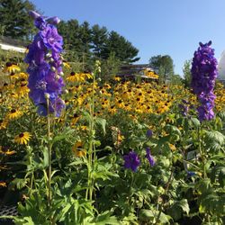 Class Grass Garden Center - Fall is fantastic for planting!