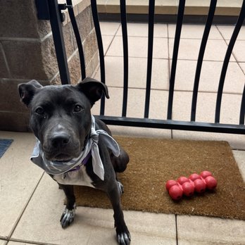 Denver Animal Protection - Veterinarians Near Me - Denver, Colorado Denver Animal Protection - Veterinarians Near Me - Denver, Colorado