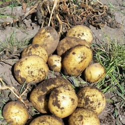 Mendeltna Creek - Fresh potatoes  from the garden.