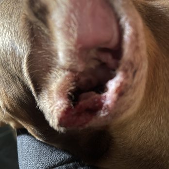 Perris Valley Veterinary Clinic - My dogs ear after stitches were removed. - Veterinarians Near Me - Perris, California Perris Valley Veterinary Clinic - My dogs ear after stitches were removed. - Veterinarians Near Me - Perris, California
