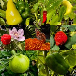 Barryhill Garden Center - Fruits & Veggies