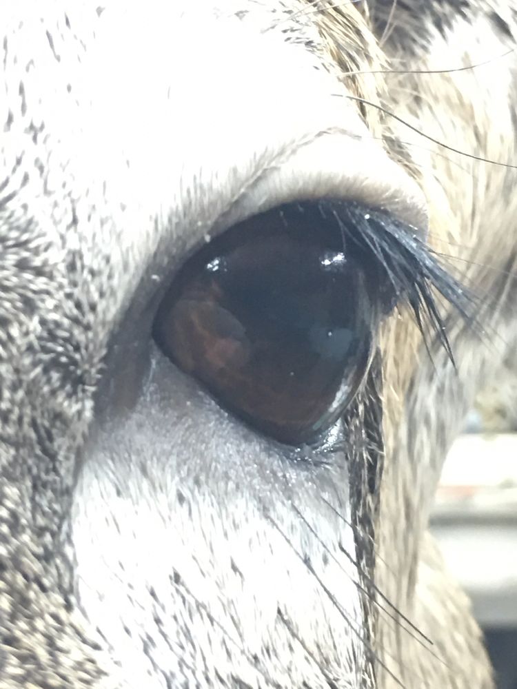 Jay’s Wildlife Arts Taxidermy Studio - taxidermy in Allen Park, MI