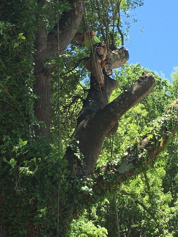 MIKE’S TREE Tree Services Denver, NC Phone Number