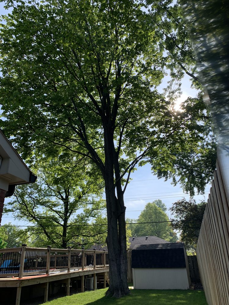 TREE GEEKS Updated August 2024 36 Photos Indianapolis, Indiana