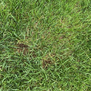 Ray Turf Farms - This is the hole it makes when I pull out the weed - Lawn Services Near Me - Mead, Washington Ray Turf Farms - This is the hole it makes when I pull out the weed - Lawn Services Near Me - Mead, Washington