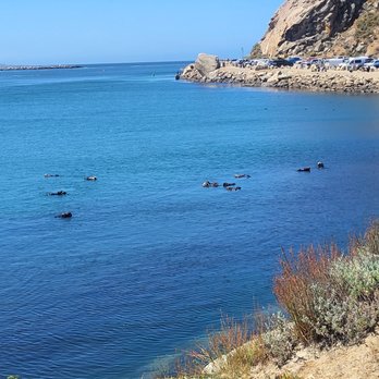 Tognazzini's Dockside Too - Otters with babies relaxing in the bay, completely comfortable with the photographers walking by them. - Seafood Near Me - Morro Bay, California Tognazzini's Dockside Too - Otters with babies relaxing in the bay, completely comfortable with the photographers walking by them. - Seafood Near Me - Morro Bay, California