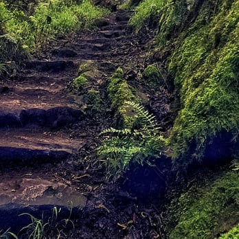 Steep Ravine Trail - Gorgeous stone steps with moss and fern walls - Hiking Near Me