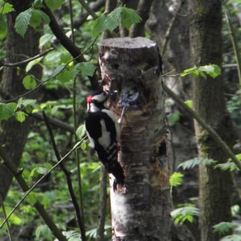 Risley Moss Local Nature Reserve - Zoos Near Me - Warrington, CHE