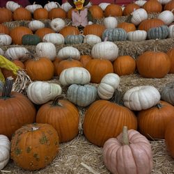 Commerce Pumpkin Patch by Taghavi Farms