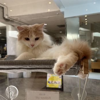 Cat Café MOFF - Themed Cafes Near Me - Honolulu, Hawaii Cat Café MOFF - Themed Cafes Near Me - Honolulu, Hawaii