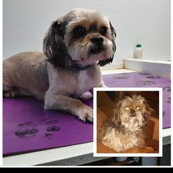 Carley's Tropical Tails Grooming - Pet Groomers Near Me - Key West, Florida Carley's Tropical Tails Grooming - Pet Groomers Near Me - Key West, Florida