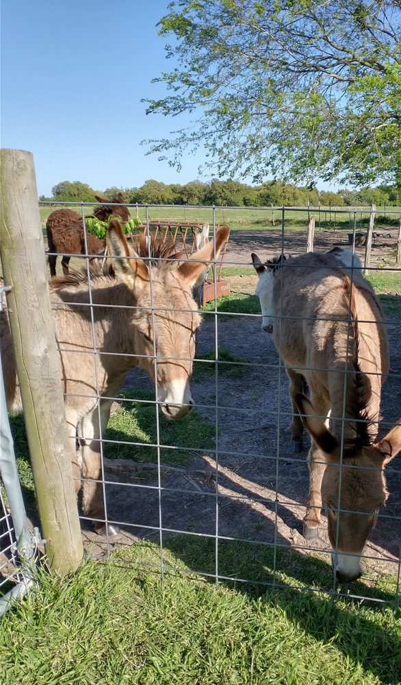 Blue Mule Winery - Photo 8