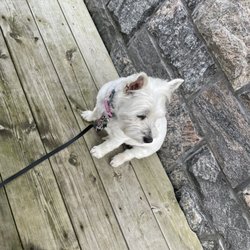 Roksy’s Cafe - Pup-friendly patio.