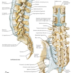 Edward D Simmons, MD - Anatomy of the Lumbar Spine