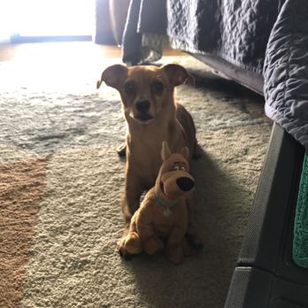 VIDA Rescue - Mochi with one of his toys adopted from Barktober event - Community Service/Non-Profit Near Me - Rowland Heights, California VIDA Rescue - Mochi with one of his toys adopted from Barktober event - Community Service/Non-Profit Near Me - Rowland Heights, California