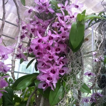 Foster Botanical Garden - Orchids - Botanical Gardens Near Me - Honolulu, Hawaii Foster Botanical Garden - Orchids - Botanical Gardens Near Me - Honolulu, Hawaii