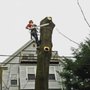 Photo of Schwan's Tree Care