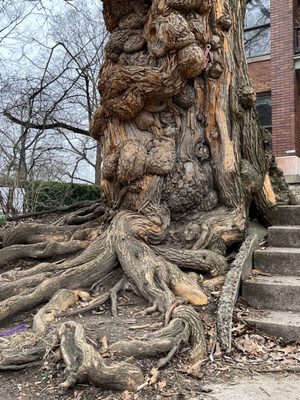 The Witches' Tree by null