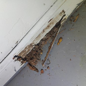 Goldeneye Exterminators - Pest Control Near Me - Hampton, Georgia Goldeneye Exterminators - Pest Control Near Me - Hampton, Georgia
