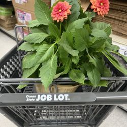 The Dahlia hanging basket I purchased for $9.99
