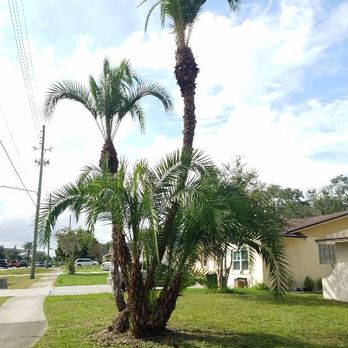 Iron Monkey Landscaping - two palm trees in a yard - Lawn Services Near Me - Orlando, Florida Iron Monkey Landscaping - two palm trees in a yard - Lawn Services Near Me - Orlando, Florida