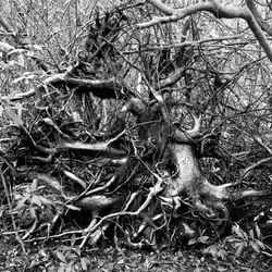 Gumbo Limbo Trail - Uprooted tree from past hurricanes