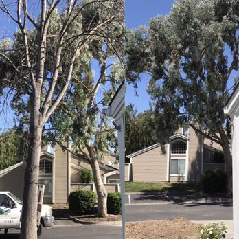Fast Response Tree Service - Before and after. Front yard. - Tree Services Near Me - Folsom, California