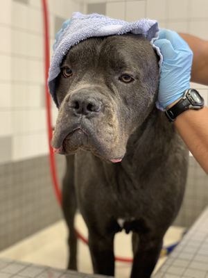 pet food express shots