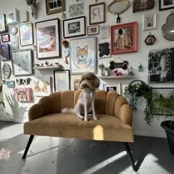 Wag n’ Swag - Ember  the doodle styled by Diana