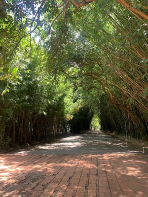 Ibirapuera Park by null
