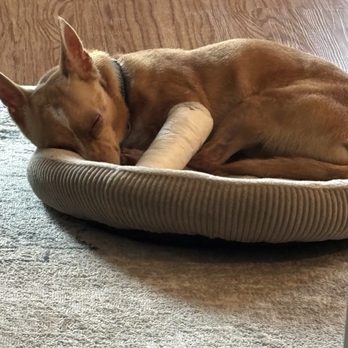 Sommers Veterinary Hospital - Our baby pippen broke his wrist while in Indiana. Dr. Brook is our hero!! - Veterinarians Near Me - Silver Lake, Indiana Sommers Veterinary Hospital - Our baby pippen broke his wrist while in Indiana. Dr. Brook is our hero!! - Veterinarians Near Me - Silver Lake, Indiana