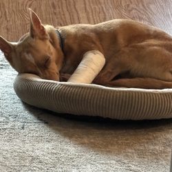 Sommers Veterinary Hospital - Our baby pippen broke his wrist while in Indiana.  Dr. Brook is our hero!!