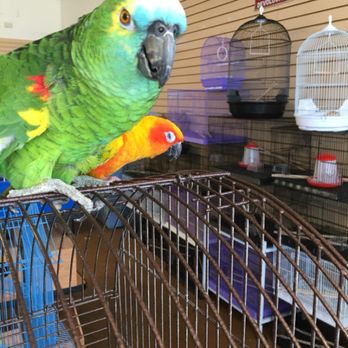 Gaby's pet sales - Parrots - Pet Stores Near Me - Fontana, California Gaby's pet sales - Parrots - Pet Stores Near Me - Fontana, California