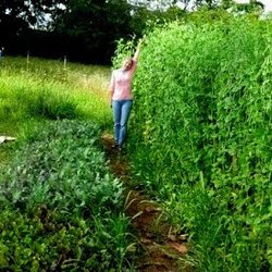 Tierra Sonrisa Garden - Snow peas 7 ft. tall next to kale and beets.