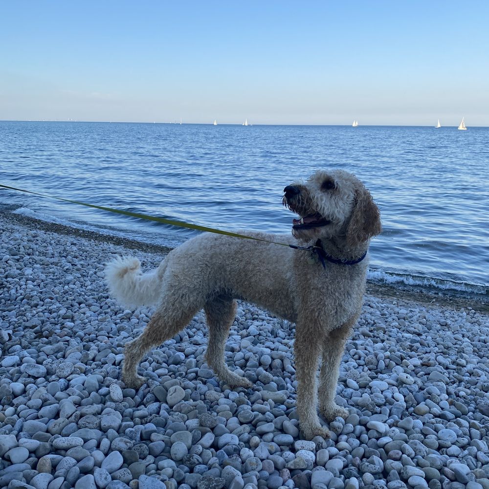 South Shell Park - Pic of Coop for fun - Parks Near Me - Oakville, Ontario South Shell Park - Pic of Coop for fun - Parks Near Me - Oakville, Ontario