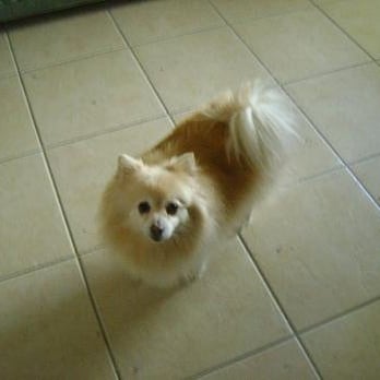 Lisajanays Bow Wows & Meows - Oni Oni - Pet Groomers Near Me Lisajanays Bow Wows & Meows - Oni Oni - Pet Groomers Near Me