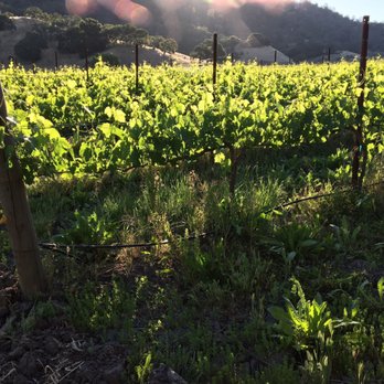Rustridge Ranch Bed & Breakfast - View from the tasting room, so peaceful - Hotels Near Me - Saint Helena, California