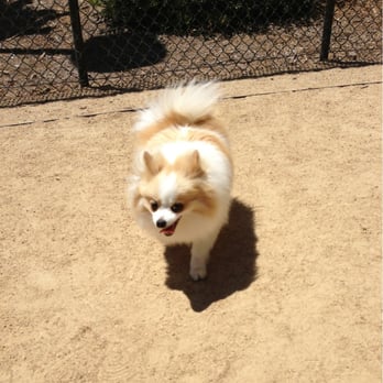Rincon Hill Dog Park - Penny having a ball at Rincon. - Dog Parks Near Me - San Francisco, California