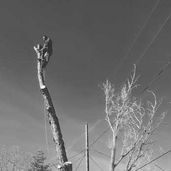 Aspen Tree Service - Maple removal - Tree Services Near Me Aspen Tree Service - Maple removal - Tree Services Near Me