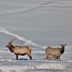Alpine Elk Feeding Grounds - Lots of elk