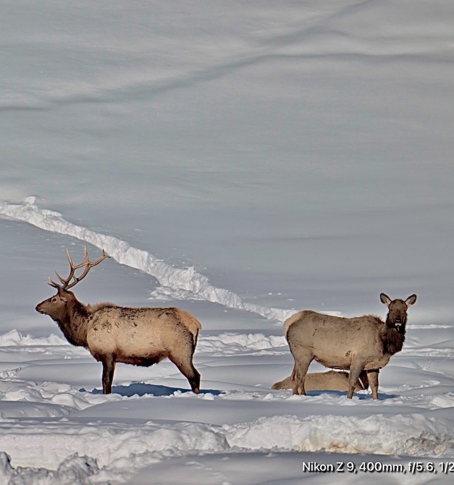 Alpine Elk Feeding Grounds Logo
