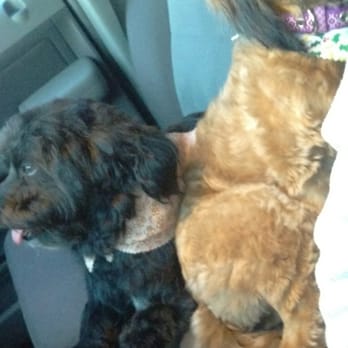 All About Paws Pet Spa - Pet Groomers Near Me - Upland, California