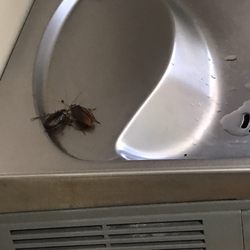 Little Miami High School - The school has a cockroach problem!