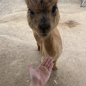 The Alpaca Hacienda - Attraction Farms Near Me - Temecula, California