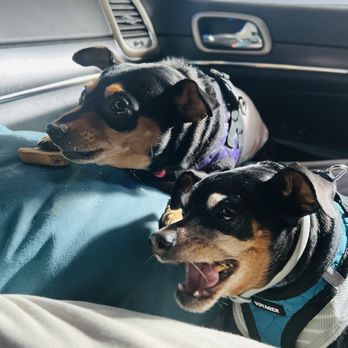 Sunny's Car Wash - Max & Margo love visiting Sunny's car wash several times a week. - Car Wash Near Me - Davis, California Sunny's Car Wash - Max & Margo love visiting Sunny's car wash several times a week. - Car Wash Near Me - Davis, California