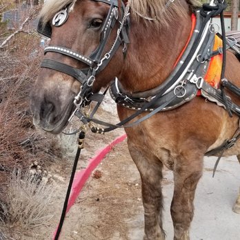 Tahoe Sleigh & Carriage Rides - Meet Montana. - Tours Near Me - Stateline, Nevada Tahoe Sleigh & Carriage Rides - Meet Montana. - Tours Near Me - Stateline, Nevada