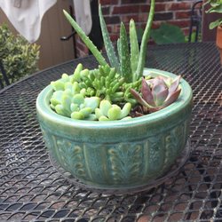 Old Time Pottery - This pot was $2.99!!! How cute is it?!??? And this is what I planted!